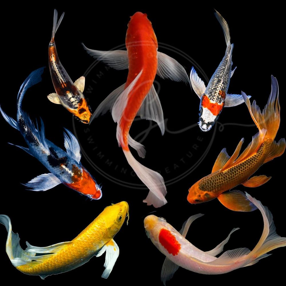 Live Fish Aquarium - 다양한 색상의 활어 잉어 (3-4마리) -