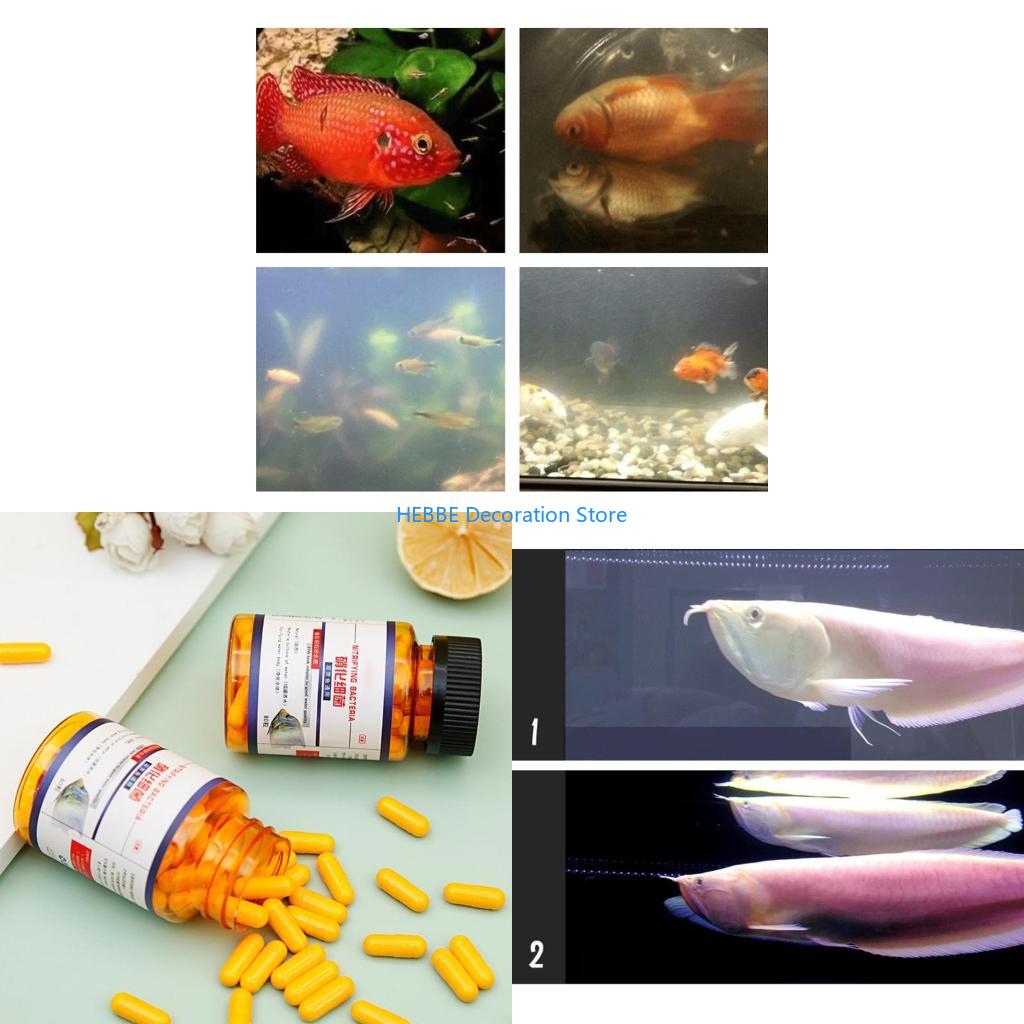 B0KC 30/80 PCS 탱크 수족관 농축 건조 분말 - Aquarium Fish Medicine 리뷰 및 가격