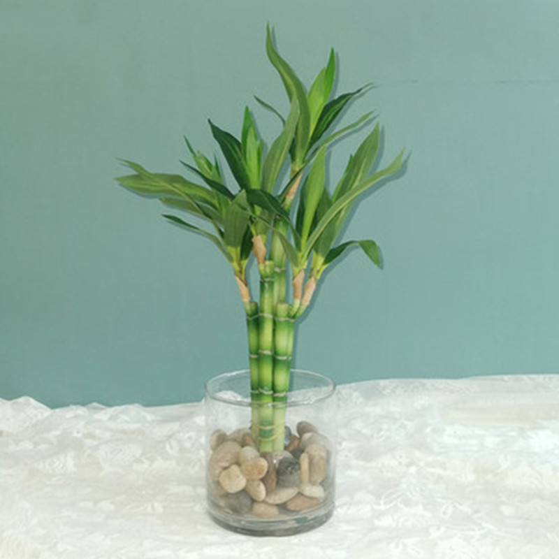 새로운 40cm 인조 행운나무 다육식물 가짜 꽃 녹색  - Aquarium Fish Only 리뷰 및 가격