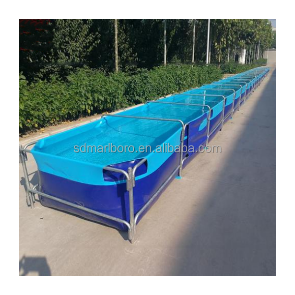 AIROW 맞춤형 상업용 고품질 활어 투명 야외 사각  - Aquarium Fish For Sale 리뷰 및 가격