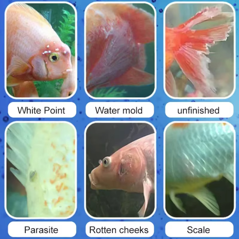 시케잔 어류 질병 치료 및 질소화 세균 |   담수/해 - Aquarium Fish Medicine 리뷰 및 가격