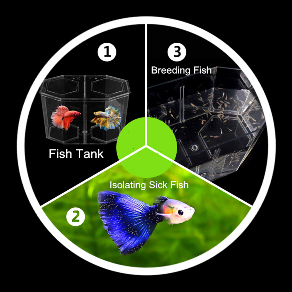 아크릴 두 분할 구피 물고기 탱크 수족관 Betta 물 - Aquarium Fish Betta 리뷰 및 가격