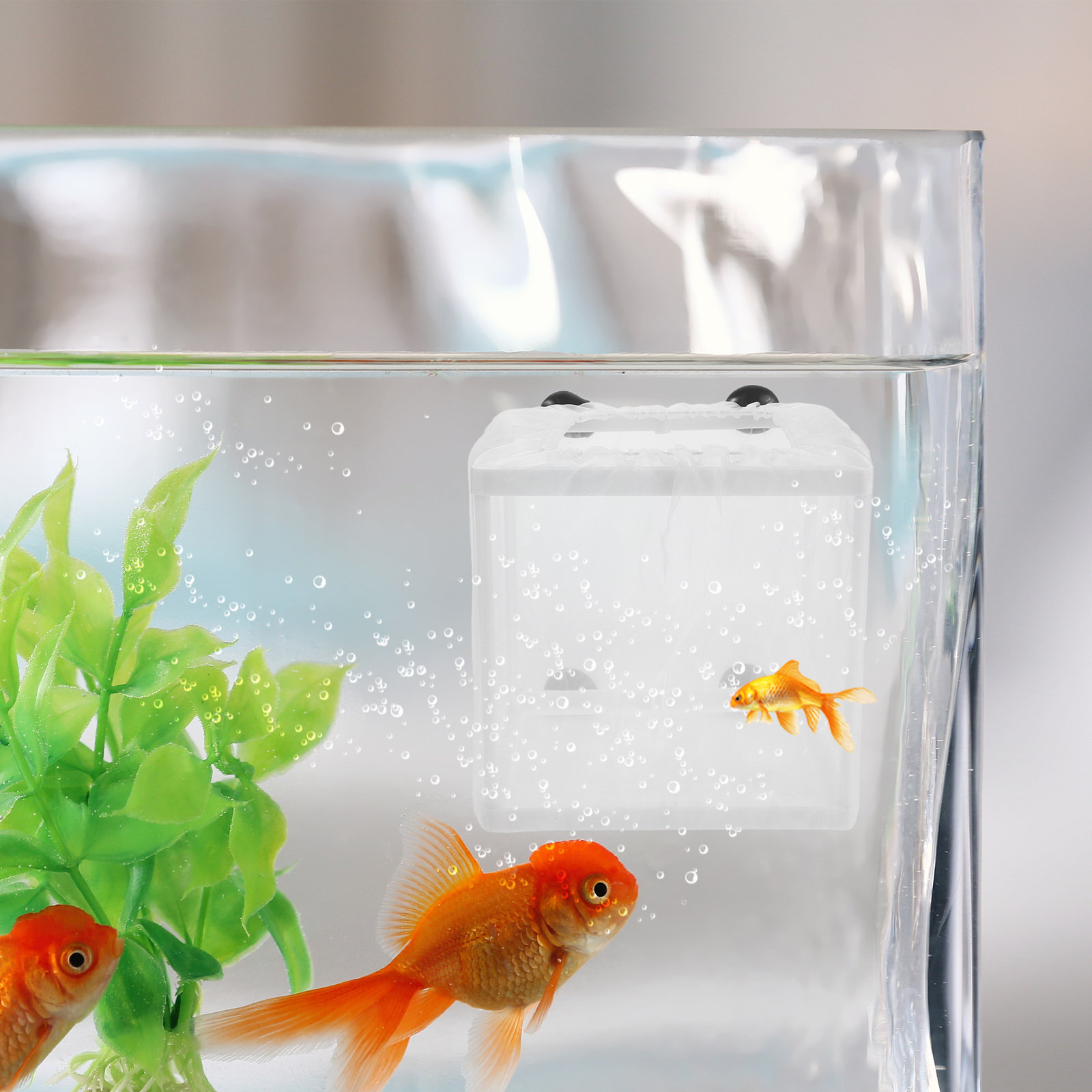 2개입 물고기 번식 격리 상자 수족관 부유식 부화장 인 - Aquarium Fish Net Small 리뷰 및 가격